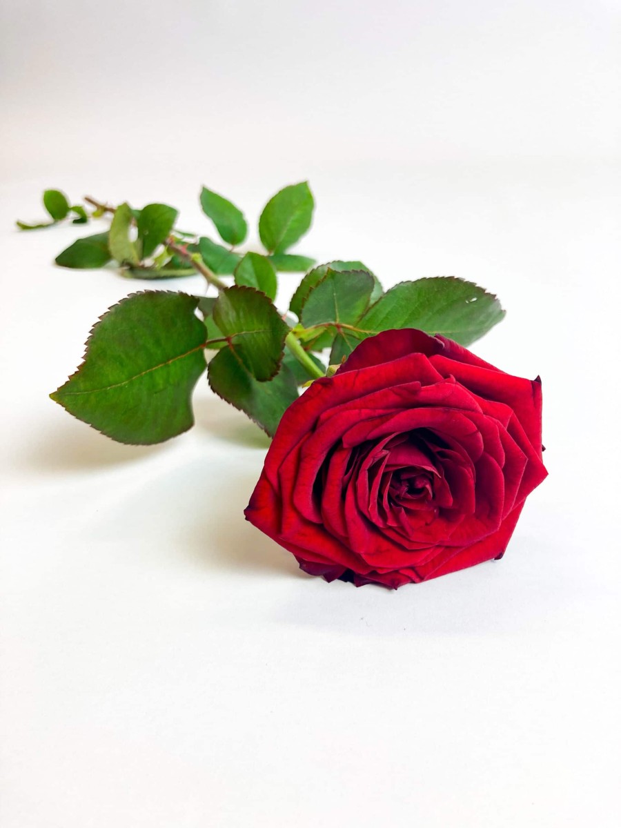 philippo-flowers-rode-roos-scaled philippo-flowers-rode-roos-scaled