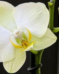 IGP0806-Phalaenopsis-orchidee
