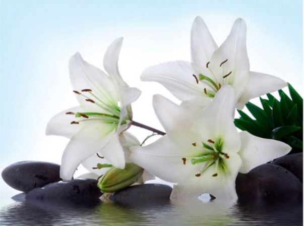 witte lelies