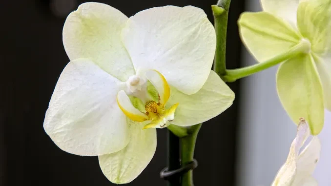 IGP0806-Phalaenopsis-orchidee