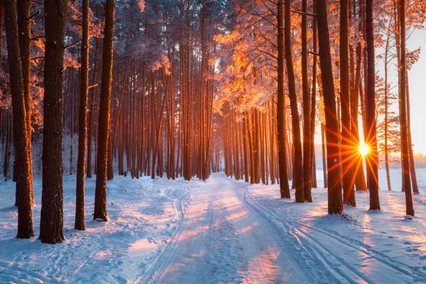 istockphoto-1063851048-612x612